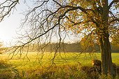 Bare branches and leaves of chestnut tree in misty meadow in morning light in Autumn in Hesse, Germany