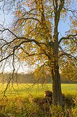 Bare branches and leaves of chestnut tree in misty meadow in morning light in Autumn in Hesse, Germany