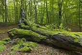 Old, fallen tree trunk covered in moss in forest in Hesse, Germany