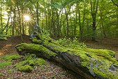 Old, fallen tree trunk covered in moss in forest with sun shining through trees in Hesse, Germany