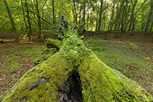 Close-up view of old, fallen tree trunk covered in moss in Hesse, Germany