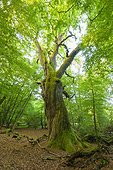 Old, common oak tree with twisted tree trunk in forest in summer, Hesse, Germany