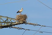 White stork (Ciconia ciconia) standing in nest on top of electricity pylon against a blue sky in Hesse, Germany