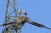 Two white storks (Ciconia ciconia) standing in nest on top of electricity pylon against a blue sky in Hesse, Germany