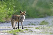 Portrait of red fox (Vulpes vulpes) standing on road looking at camera in Summer in Hesse, Germany