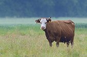 Portrait of cow standing in meadow looking at camera in Hesse, Germany
