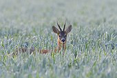Portrait of western roe deer (Capreolus capreolus), roebuck, with head sticking up from cornfield and looking at camera in Hesse, Germany