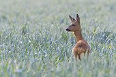 Female, western roe deer (Capreolus capreolus) standing in cornfield looking into the distance in Hesse, Germany