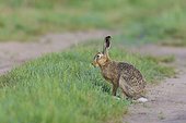 Profile portrait of European brown hare (Lepus europaeus) standing in field in summer in Hesse, Germany