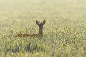 Backlit portrait of western roe deer (Capreolus capreolus), roebuck, with head sticking up from cornfield and looking at camera on a sunny morning in Hesse, Germany