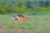 Blurred motion of a European brown hare (Lepus europaeus) running through field in Hesse, Germany
