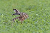 Profile portrait of a European brown hare (Lepus europaeus) with head sticking up from meadow in summer in Hesse, Germany