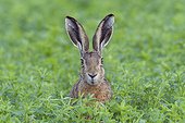 Portrait of a European brown hare (Lepus europaeus) with head sticking up from meadow and looking at camera in summer in Hesse, Germany