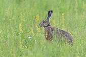 Profile portrait of a European brown hare (Lepus europaeus) sitting in meadow in summer in Hesse, Germany