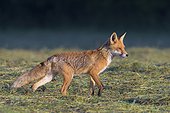 Profile portrait of a red fox (Vulpes vulpes) standing on a mowed meadow in Hesse, Germany