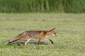 Red fox (Vulpes vulpes) walking stealthily on a mowed meadow in Hesse, Germany