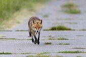 Front view of a red fox (Vulpes vulpes) walking on a road towards camera in Summer in Hesse, Germany