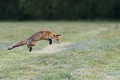 Profile of red fox (Vulpes vulpes) jumping up in the air on a mowed meadow in Hesse, Germany