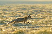 Backlit red fox (Vulpes vulpes) walking on a mowed meadow at sunrise in Hesse, Germany