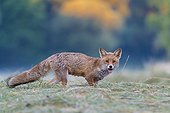 Portrait of red fox (Vulpes vulpes) standing on a mowed meadow looking at camera and screaming in Hesse, Germany