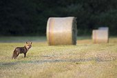 Red fox (Vulpes vulpes) standing on a mowed meadow with hayblaes in the background in Hesse, Germany