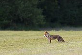 Side view of a red fox (Vulpes vulpes) standing on a mowed meadow looking into the distance in Hesse, Germany
