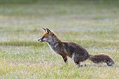 Red fox (Vulpes vulpes) defecating in meadow in Hesse, Germany