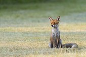 Portrait of a red fox (Vulpes vulpes) sitting on mowed meadow looking away in Summer in Hesse, Germany