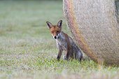 Close-up portrait of a red fox (Vulpes vulpes) sitting behind a hay bale in Summer in Hesse, Germany