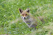 Portrait of a red fox (Vulpes vulpes) peeking through grass in meadow in Summer in Hesse, Germany