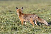 Back view of a red fox (Vulpes vulpes) standing on a mowed meadow watching, Hesse, Germany
