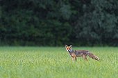 Portrait of red fox (Vulpes vulpes) looking at camera on a grassy meadow in summer, Hesse, Germany