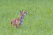 Red fox (Vulpes vulpes) smelling the air while standing on a grassy meadow in summer, Hesse, Germany