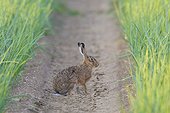 Profile portrait of a European brown hare (Lepus europaeus) sitting in a furrow of an onion field in Hesse, Germany