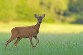 Portrait of a western roe deer (Capreolus capreolus) roebuck standing in grassy field in summer in Hesse, Germany