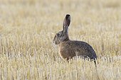 Side view portrait of an alery European brown hare (Lepus europaeus) sitting in a stubble field in Hesse, Germany