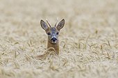 Close-up portrait of a western roe deer (Capreolus capreolus) roebuck peeking up in grain field in Hesse, Germany