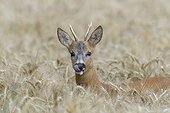 Close-up portrait of roebuck, western roe deer (Capreolus capreolus) peeking up in grain field and licking his lips in Hesse, Germany