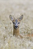 Close-up portrait of roebuck, western roe deer (Capreolus capreolus) peeking up in in grain field and looking at camera in Hesse, Germany