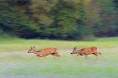 Two, western roe deers (Capreolus capreolus) running through field at rutting season in Hesse, Germany