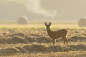 Roebuck, western roe deer (Capreolus capreolus) standing in sunlit stubble field at sunrise in Hesse, Germany