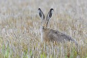 Portrait of a European brown hare (Lepus europaeus) sitting in a stubble field looking at camera in Hesse, Germany