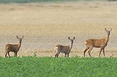 Western Roe deers (Capreolus capreolus), Female with fawns standing in a field looking at camera in Hesse, Germany