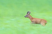 Roebuck, western roe deer (Capreolus capreolus) running through grassy field in Hesse, Germany