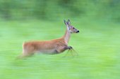 Female, western roe deer (Capreolus capreolus) running through grassy field in Hesse, Germany