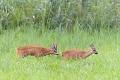 Western roe deers (Capreolus capreolus) walking through a grassy field in rutting season in Hesse, Germany