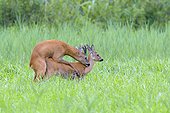 Western roe deers (Capreolus capreolus) mating in grassy field in Hesse, Germany