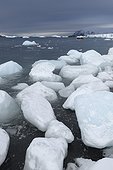 Icebergs with large pieces of ice washed up on a volcanic beach in Brown Bluff at the Antarctic Peninsula, Antarctica
