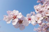 Close-up of a branch of pink almond blossoms in spring against a sunny, blue sky in Germany