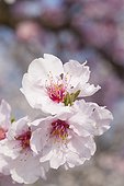 Close-up of pink almond blossoms on a sunny day in Germany